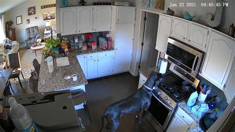 dog turned on gas stove reddit